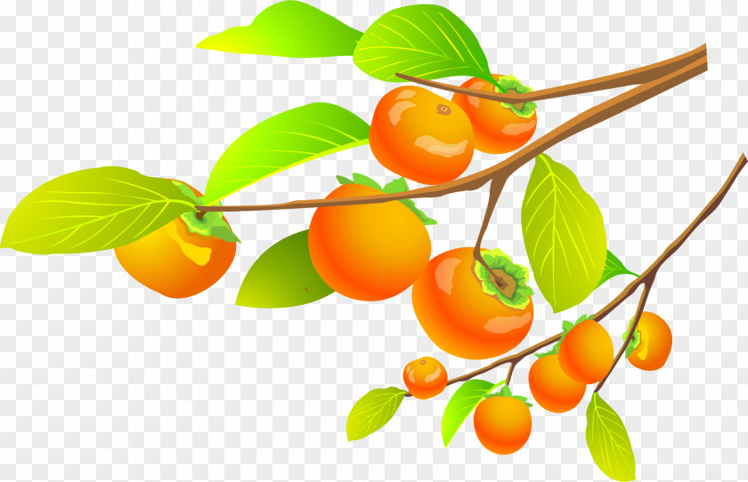 Persimmon Tree Microsoft Word Template Document File Format Icon PNG