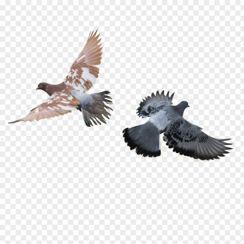 Pigeon Rock Dove Columbidae Bird Download PNG