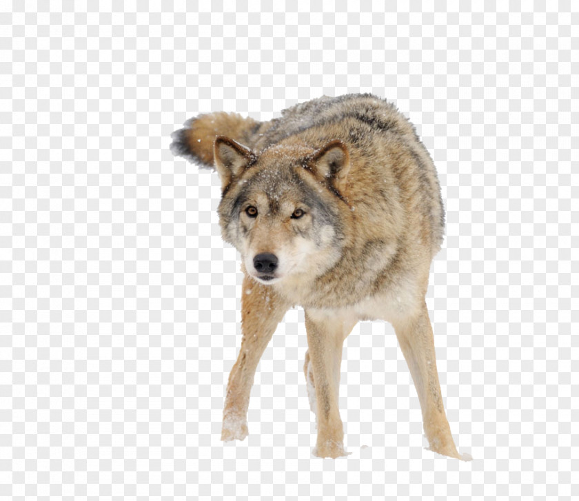 Snow Wolf Dog PNG