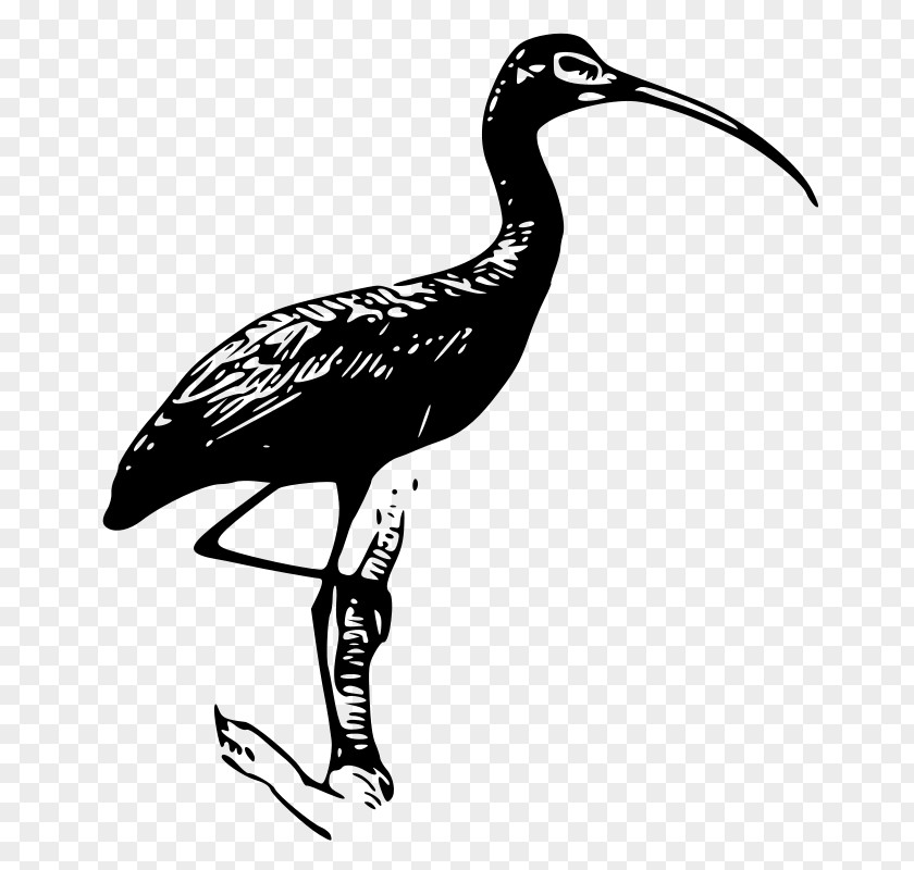 Bird Scarlet Ibis Glossy PNG