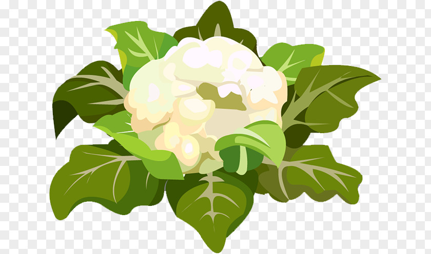 Cauliflower Floral Design Leaf Icon PNG