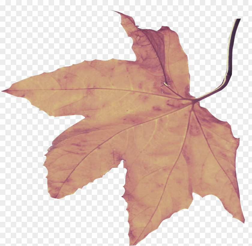 Sweet Gum Flower Maple Leaf PNG