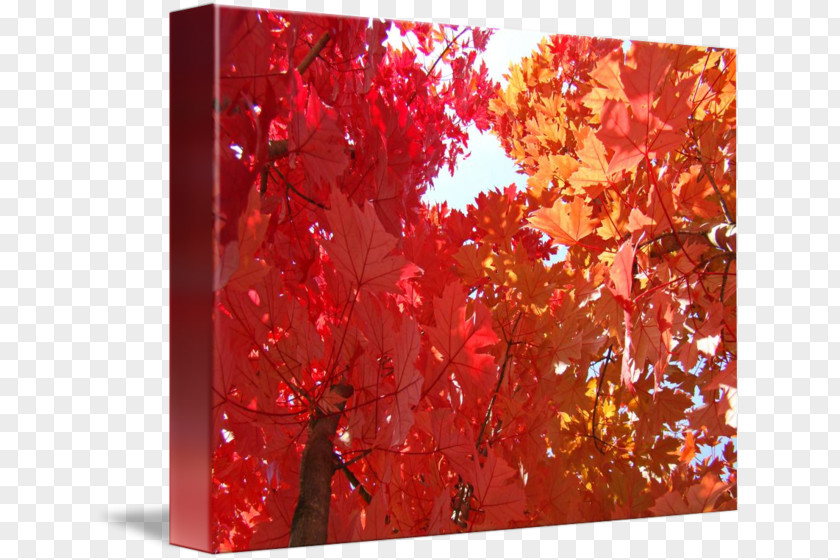 Autumn Poster Maple Leaf Acrylic Paint Gallery Wrap Art PNG