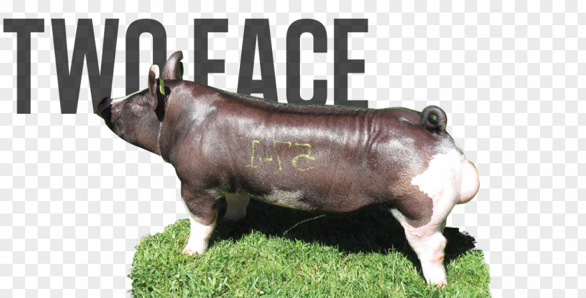 Boar Bible The Exodus Pig Cattle Faith PNG