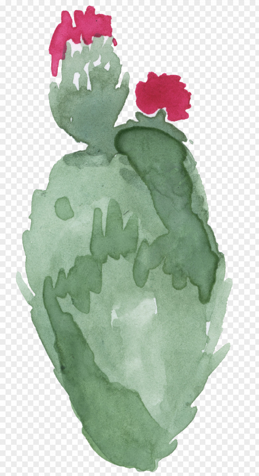 Cactus Illustration PNG