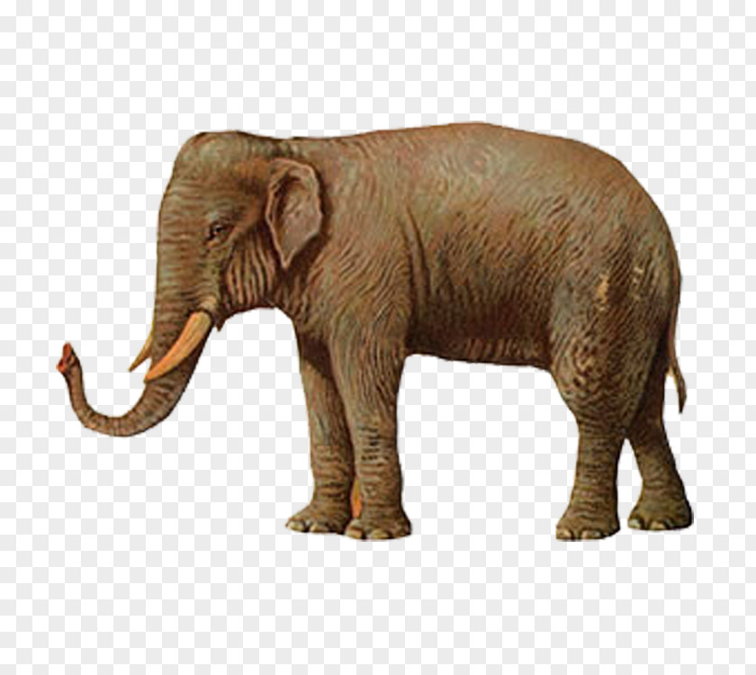 Elephant Illustration PNG
