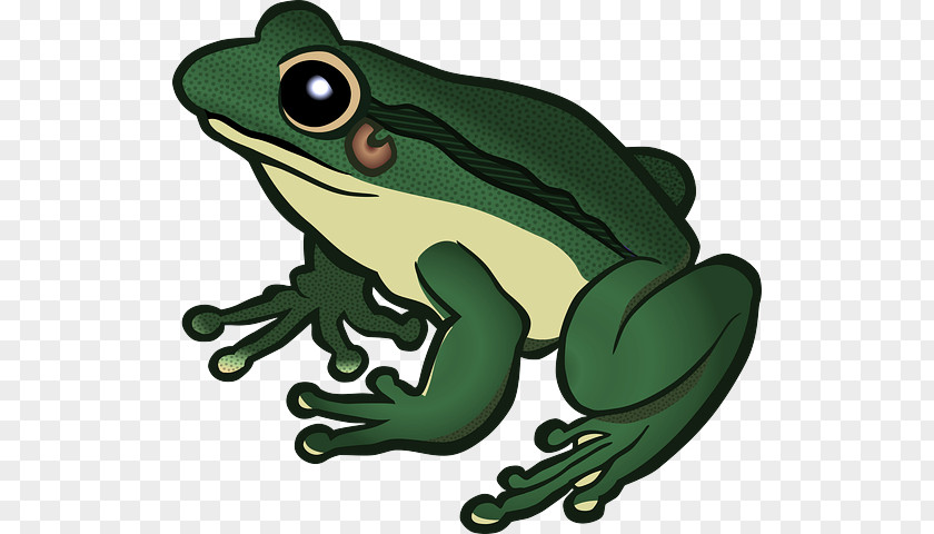 Frog True Hyla Tree PNG
