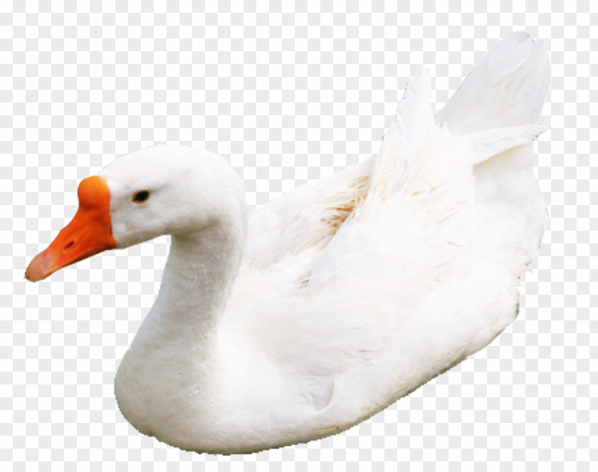 Geese In Water Duck Domestic Goose Cygnini Greylag PNG