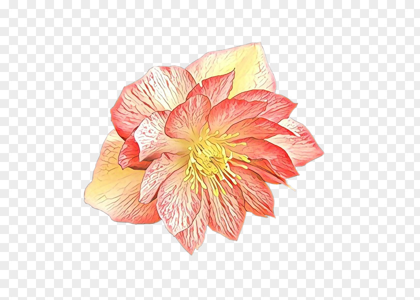 Rose Family Cut Flowers Peony Yellow PNG