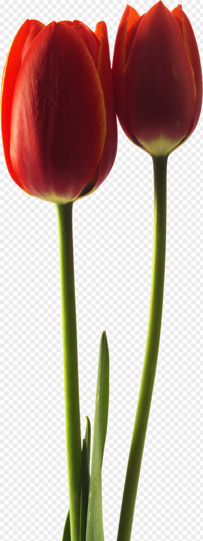 Tulip Plant Stem Puthandu Bud Petal PNG