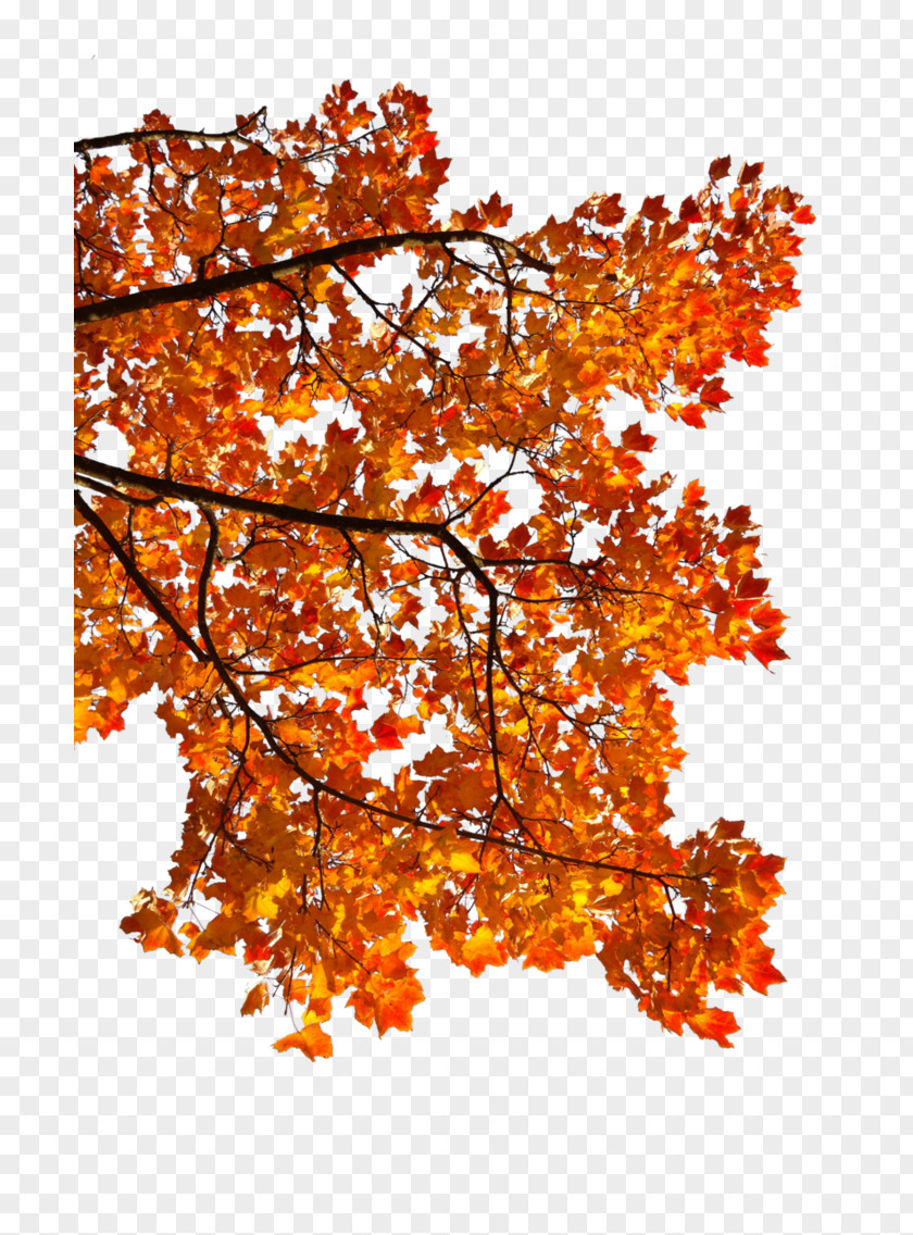 Autumn Maple Leaf Android Clip Art PNG