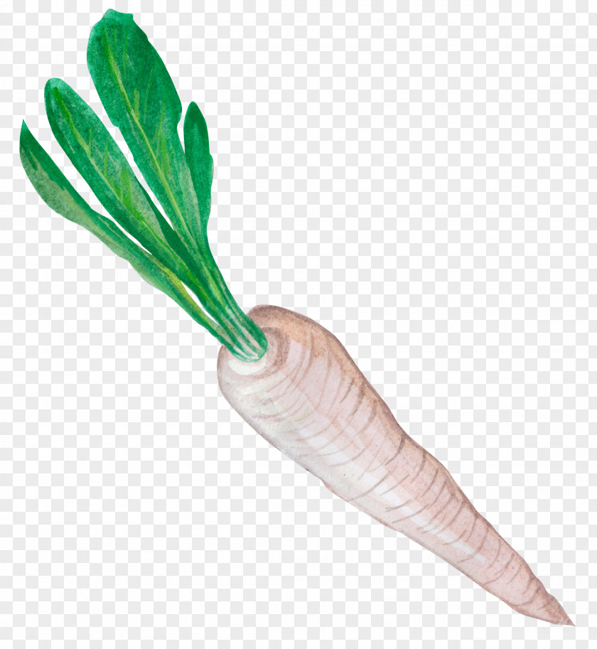 Carrots Radish Greens Vegetable Eating PNG