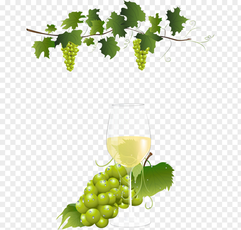 Grape Vine Wine Clip Art PNG