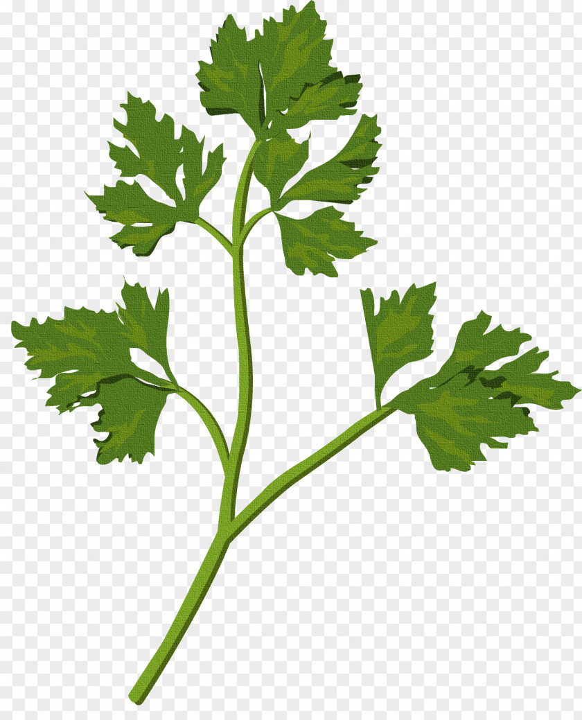 Herbs And Weeds Leaf Medicinal Plants PNG