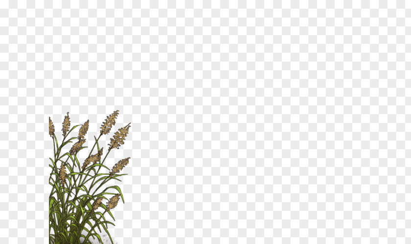 Lion Reed Canary Grass Jaguar Felidae PNG