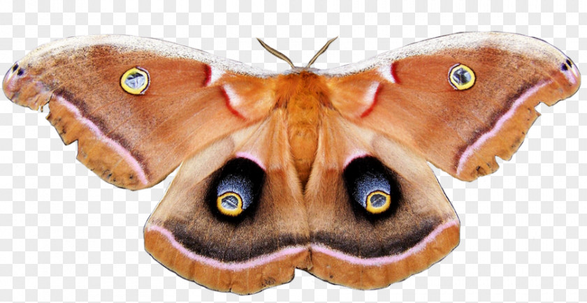Moth Метелик Polyphemus RGB Color Model PNG