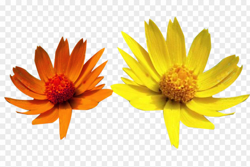 Orange Yellow Chrysanthemum Picture Material Xerochrysum Bracteatum Download PNG