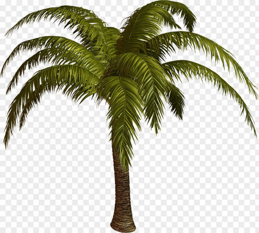 Palm Tree Palmier Arecaceae PNG