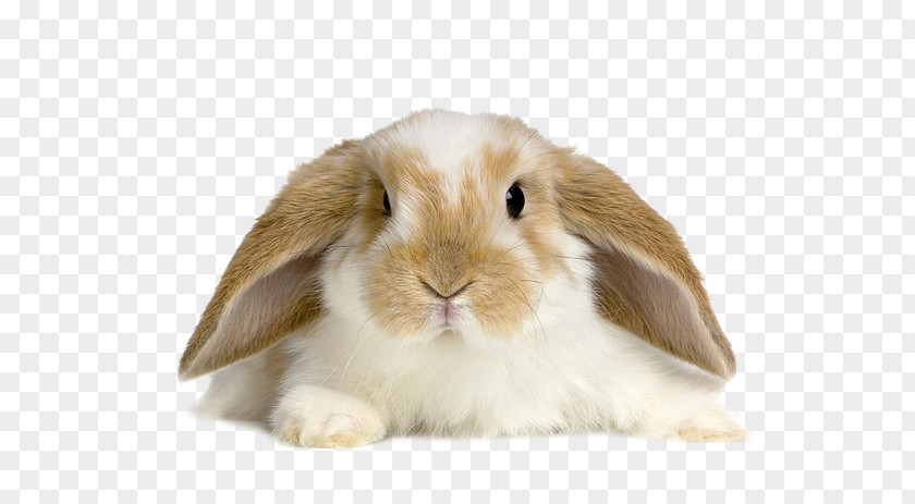 Rabbit Lop Desktop Wallpaper Domestic Tan PNG