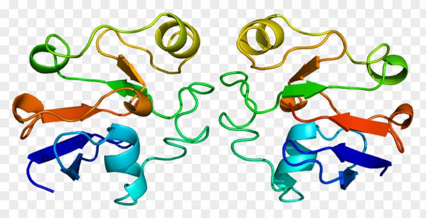 Adrenal Ferredoxin Gene Homo Sapiens 1 PNG