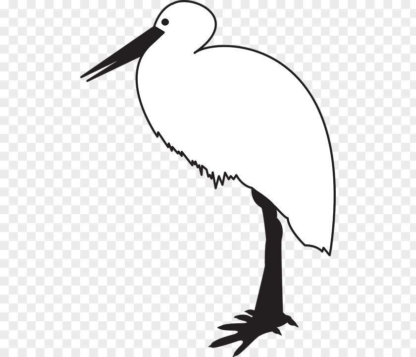 Cartoon Stork White Black Bird And Clip Art PNG
