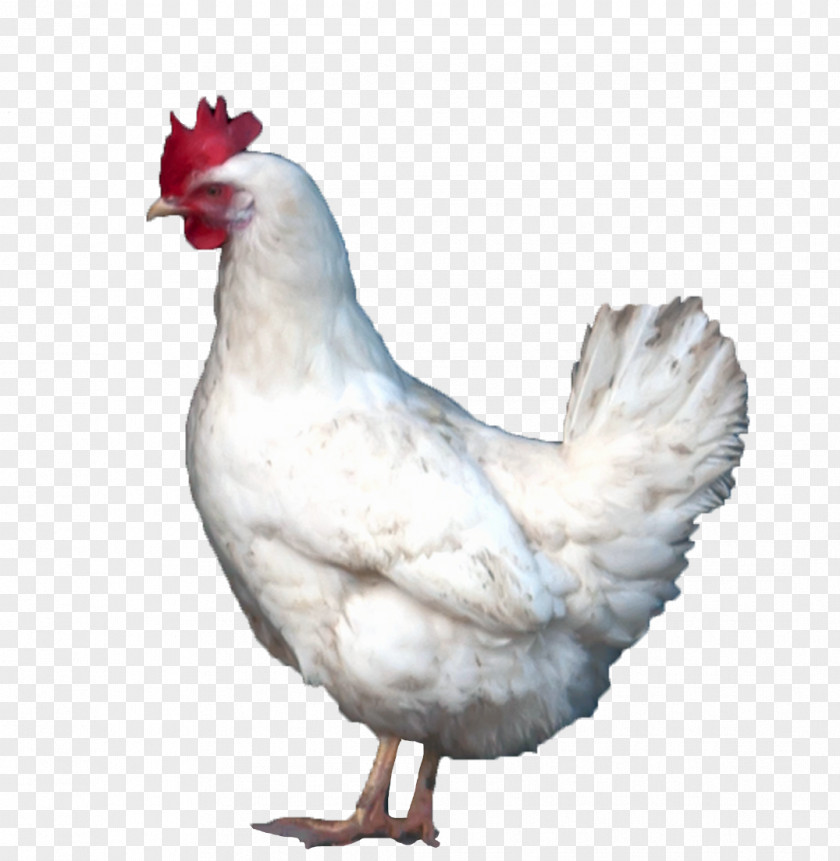 Chickens Chicken Broiler Poultry Farming Phasianidae PNG
