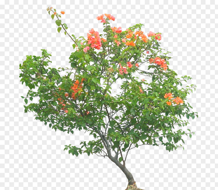 Flower Tree Bougainvillea Glabra Shrub Plant PNG
