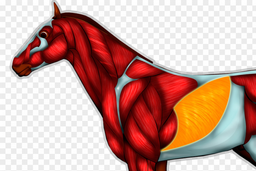 Abdominal Muscles Horse Cartoon Dragon PNG