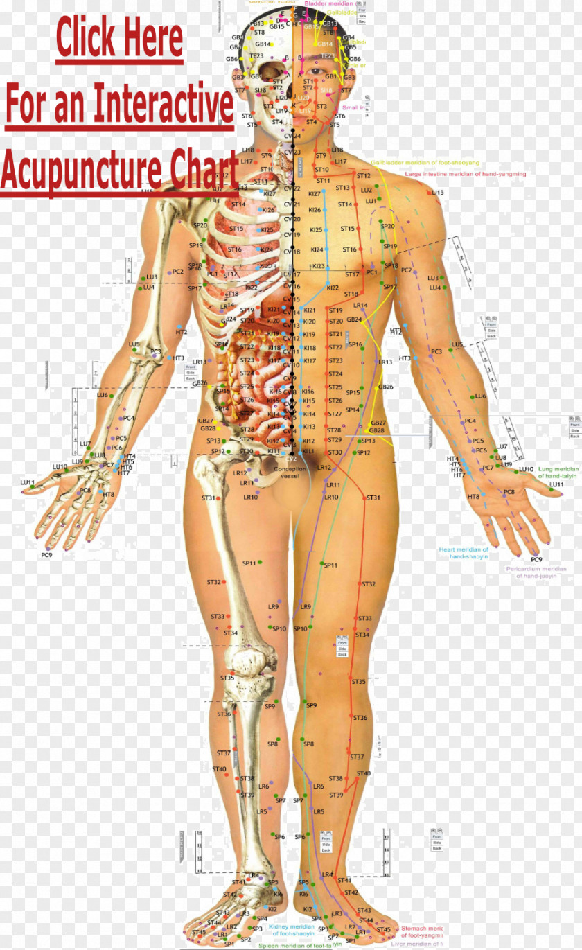 Acupoints Acupuncture Meridian Traditional Chinese Medicine Acupressure Akupunktiopiste PNG