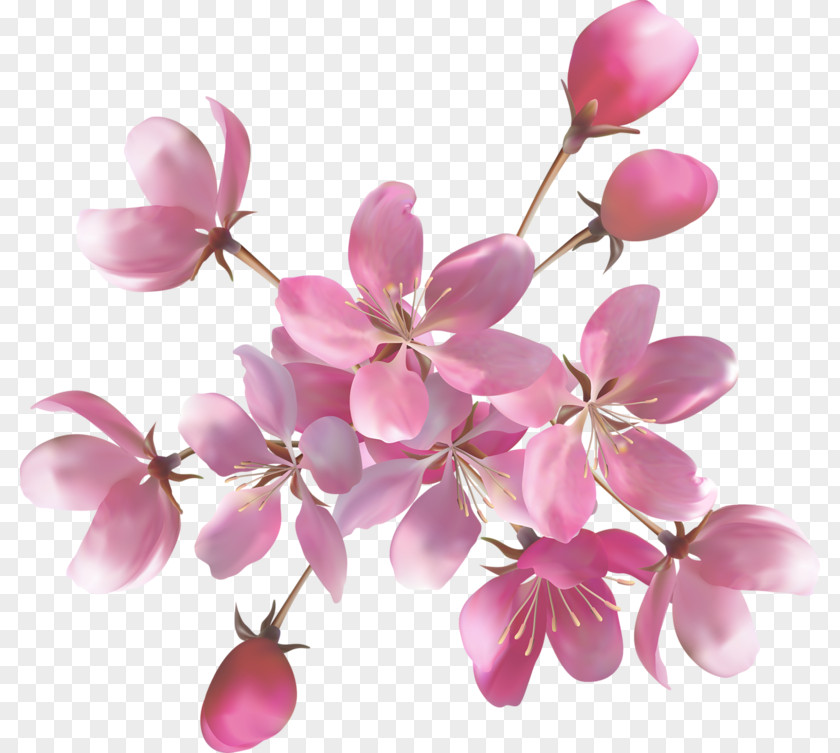 Flower Pink Flowers Rose Desktop Wallpaper PNG