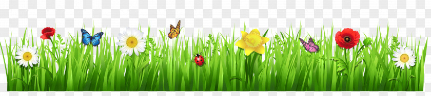 Spring Grass With Flowers Clipart Picture Tulip Meadow Grasses Wildflower Wallpaper PNG