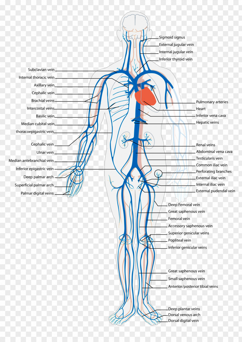 Anatomy Vein Systemic Venous System Circulatory Inferior Vena Cava PNG