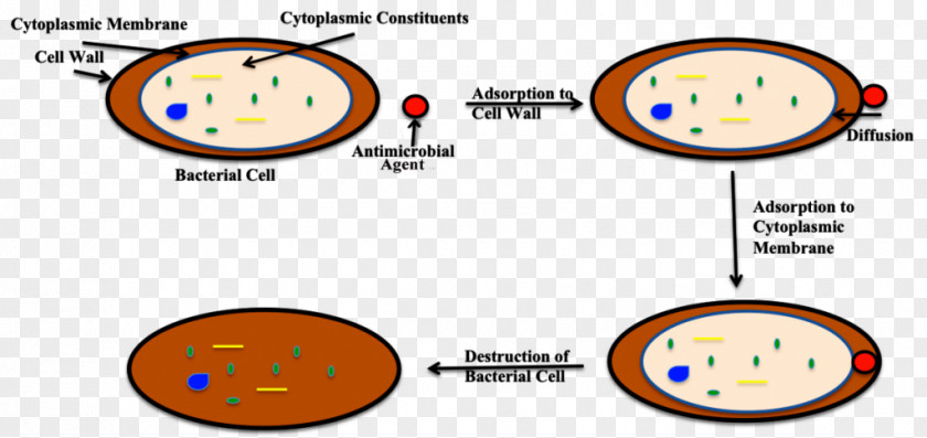 Bleach Bacterial Cell Structure Disinfectants Antimicrobial PNG