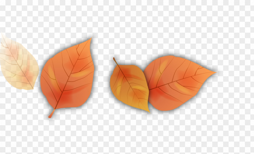 Cartoon Autumn Leaves Leaf Petal PNG