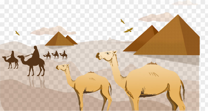 Egyptian Desert Camel Pyramids Background Sahara Arabian Clip Art PNG