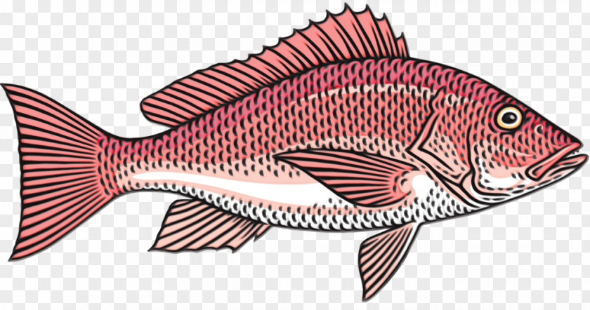 Fish Snapper Products Red PNG