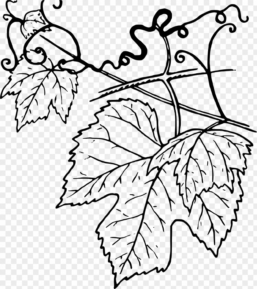 Grape Common Vine Leaves Wine Clip Art PNG