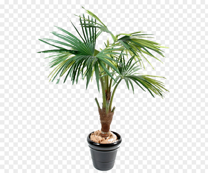 Gym Clipart Arecaceae Date Palms Dates Tree Trunk PNG