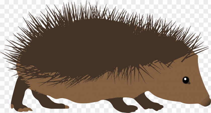 Hedgehog Cliparts Cartoon Clip Art PNG