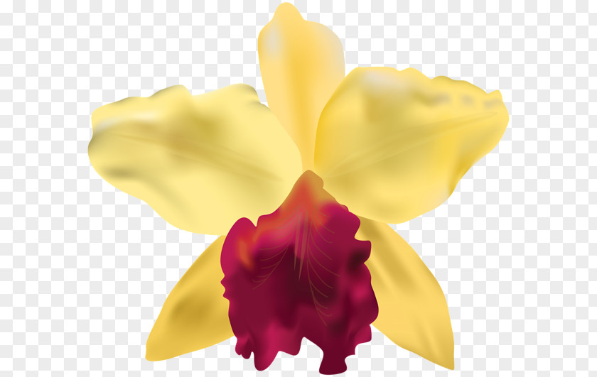 Oktoberfest Woman Graphic Frames Flower Orchids Clip Art PNG
