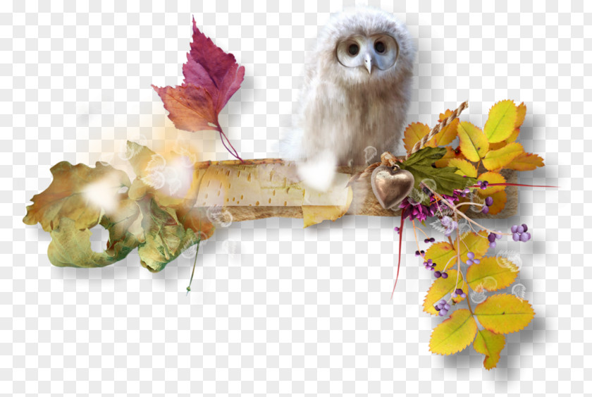 Owl Image Bird Autumn 0 PNG