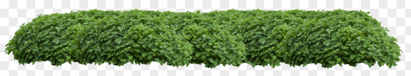 Tree Hedge Ornamental Plant Stock Photography Royalty-free PNG