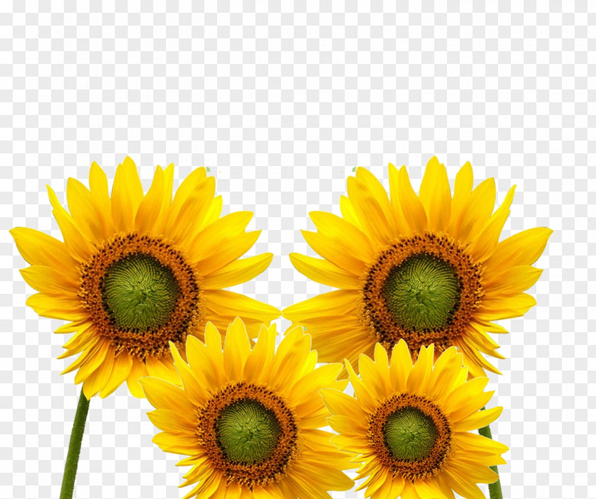A Plurality Of Yellow Sunflower Cartoon Common Icon PNG