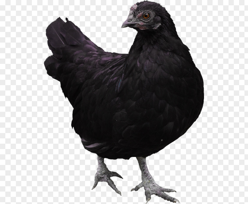 Rooster Castellana Negra Silkie Australorp PNG