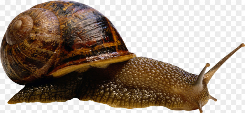 Snail Gastropods Archachatina Marginata PNG