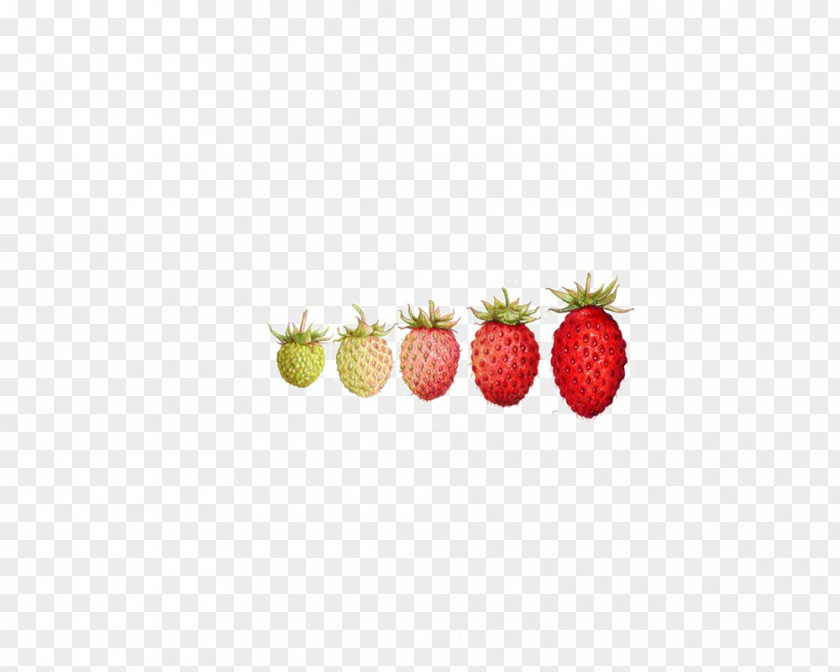 Strawberry Growing Path Pattern PNG