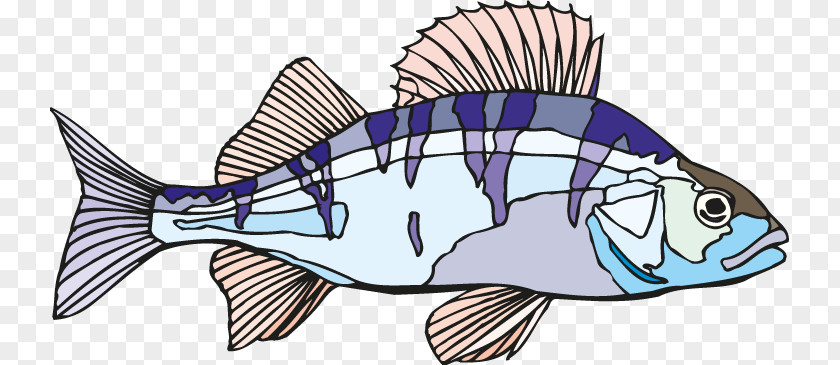 Triggerfish Bonyfish Fish Clip Art Perch Products PNG
