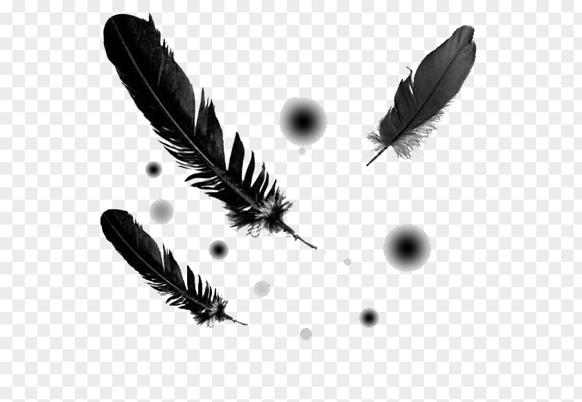 Bird Quill Feather Metal Insect PNG