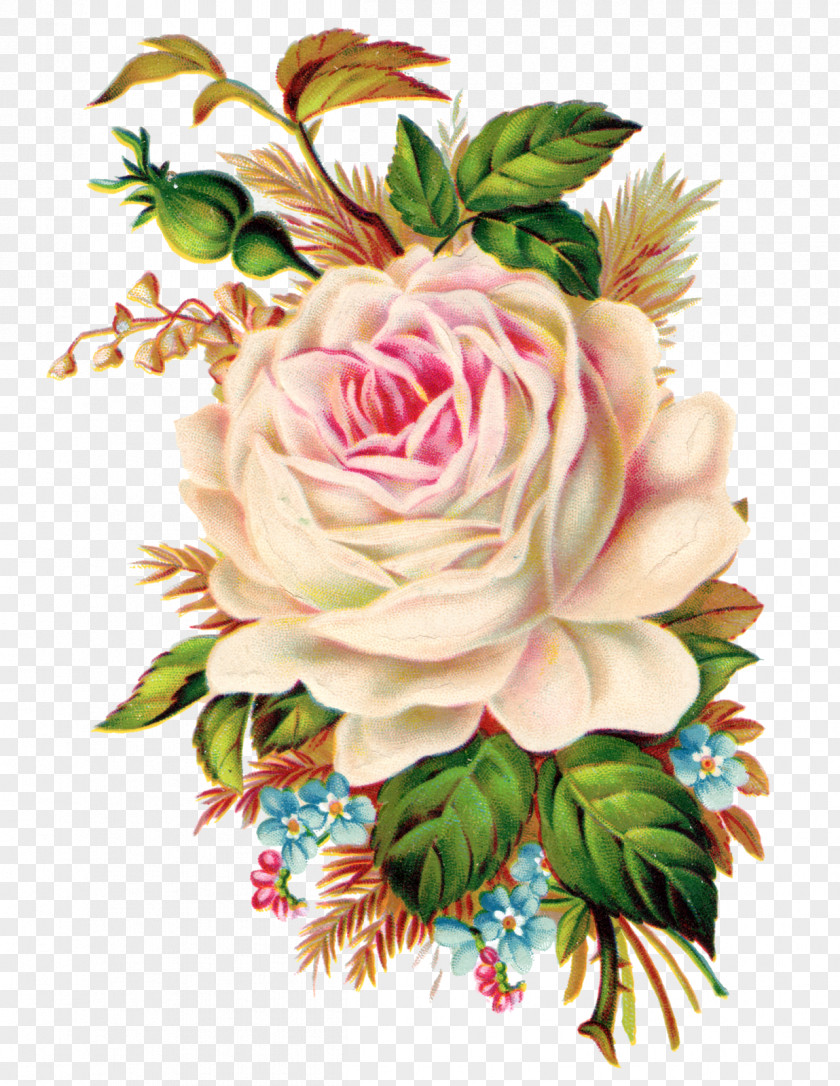Botanical Flowers Rose Art Clip PNG