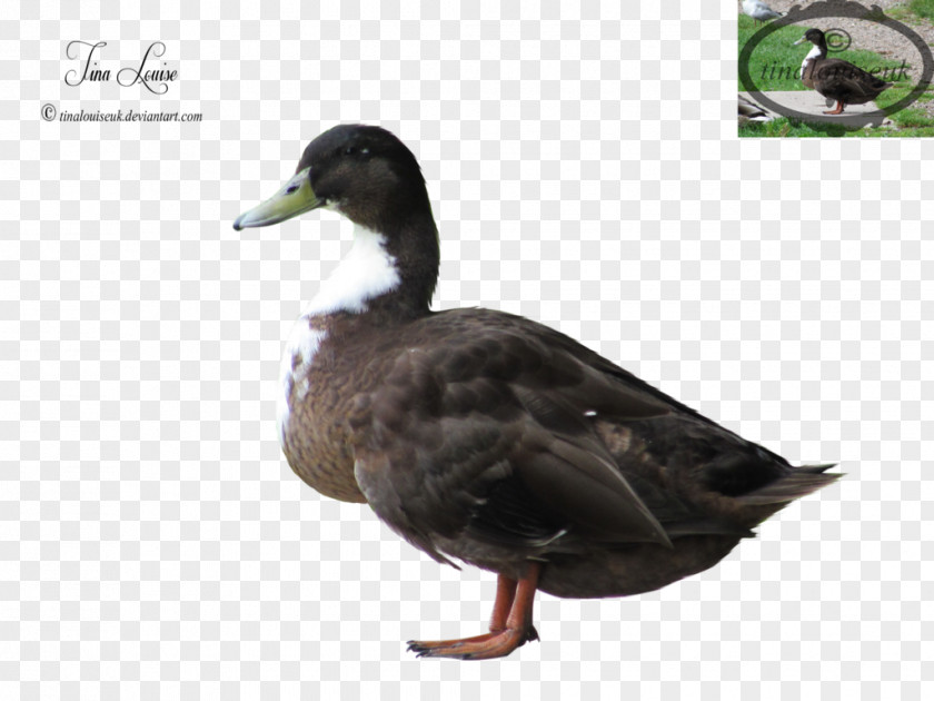Goose Mallard Duck Fauna Beak PNG